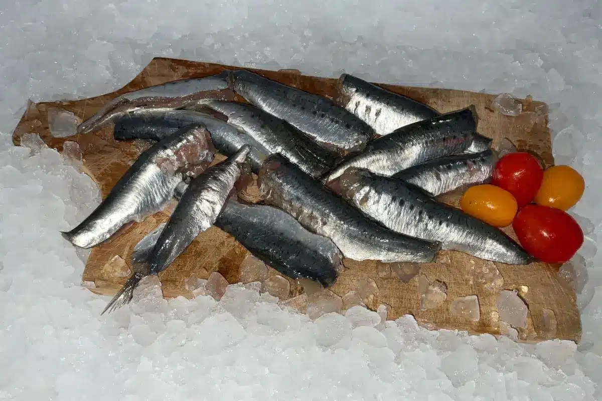 filet de sardine