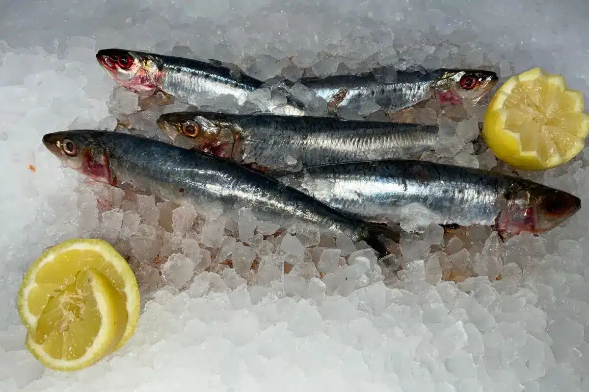 sardines fraîches